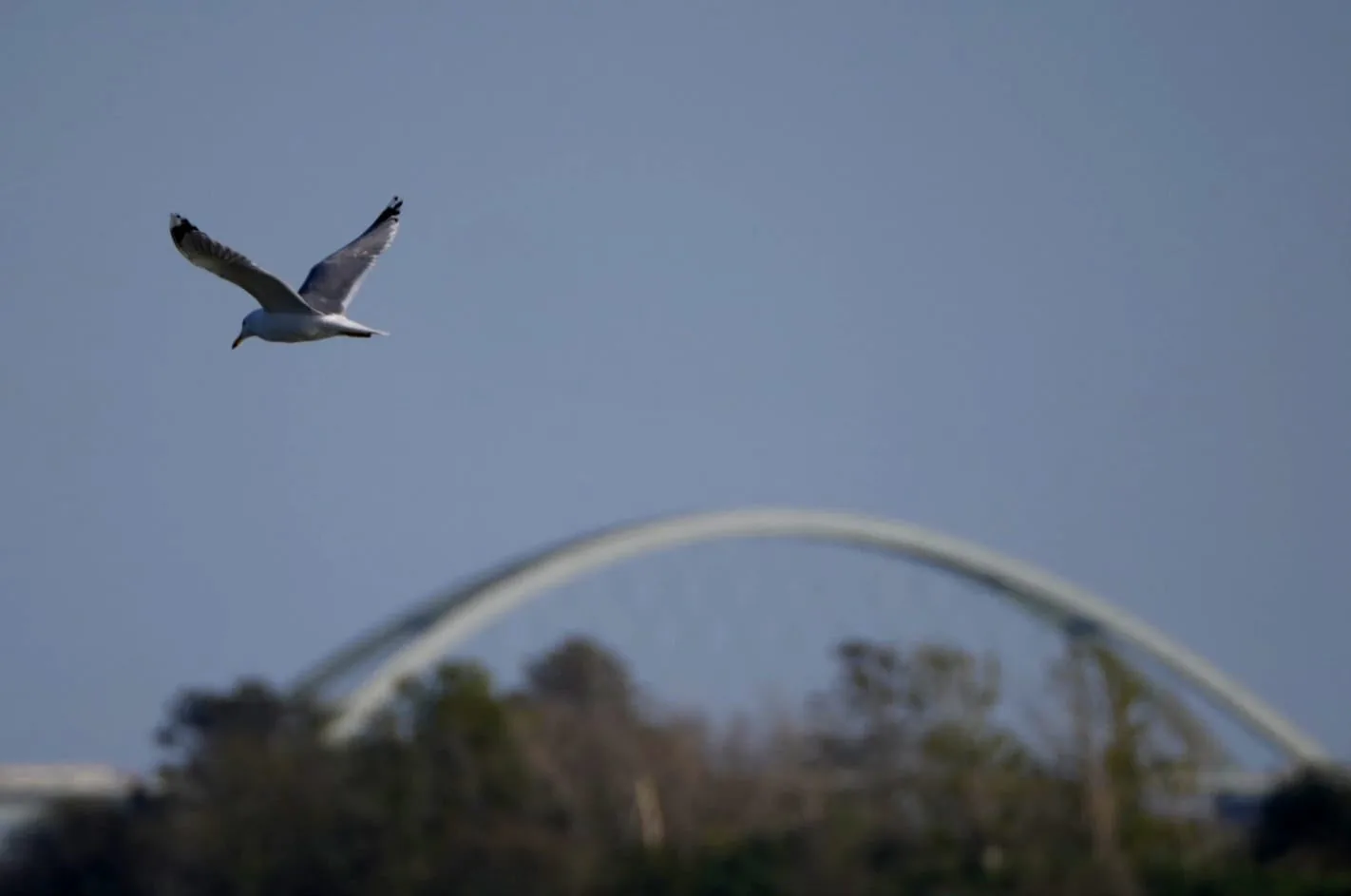 Möwe im Flug vor der Fehmarnsundbrücke